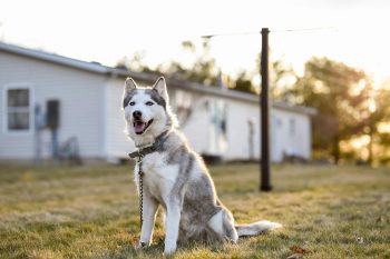 10 Dog Breeds That Are Surprisingly Vocal Singers