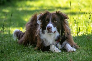 6 Dog Breeds That Are Brilliant at Detecting Medical Conditions