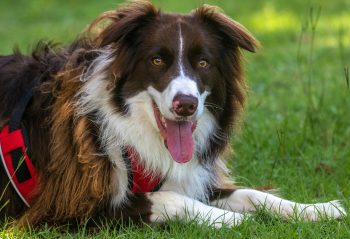 5 Dog Breeds With Least Health Problems