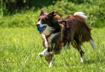 Border Collie Colors: 7 Stunning Variations with Pictures