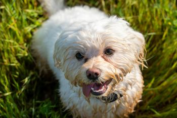 Which Dog Breed Is The Smelliest? We Countdown The Top 15 Smelliest Breeds