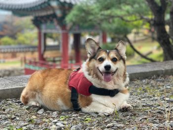 Corgi Colors: 7 Stunning Variations with Pictures