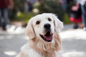 Golden Retriever Colors: 7 Stunning Variations with Pictures