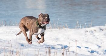 Dog Came Back ‘Frantic’ And Soaking Wet, Then Begs Family To Follow Her To A Nearby Dam