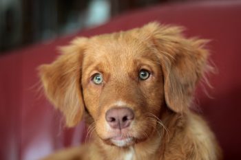 Cost of a Nova Scotia Duck Tolling Retrievers Puppy by US Region [2024]