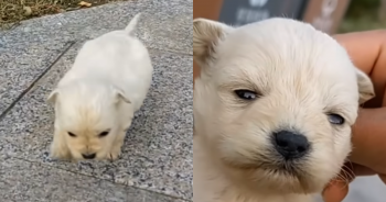 Desperate Puppy Cries On Sidewalk, Hopes For An Angel To Save Him