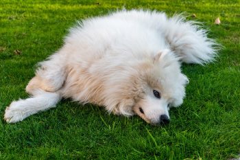 7 Crazy Things That Are Perfectly Normal for Samoyeds