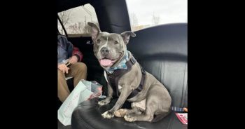 Pitbull Finally Leaves Shelter in a Limo After Waiting 600 Days for a Home