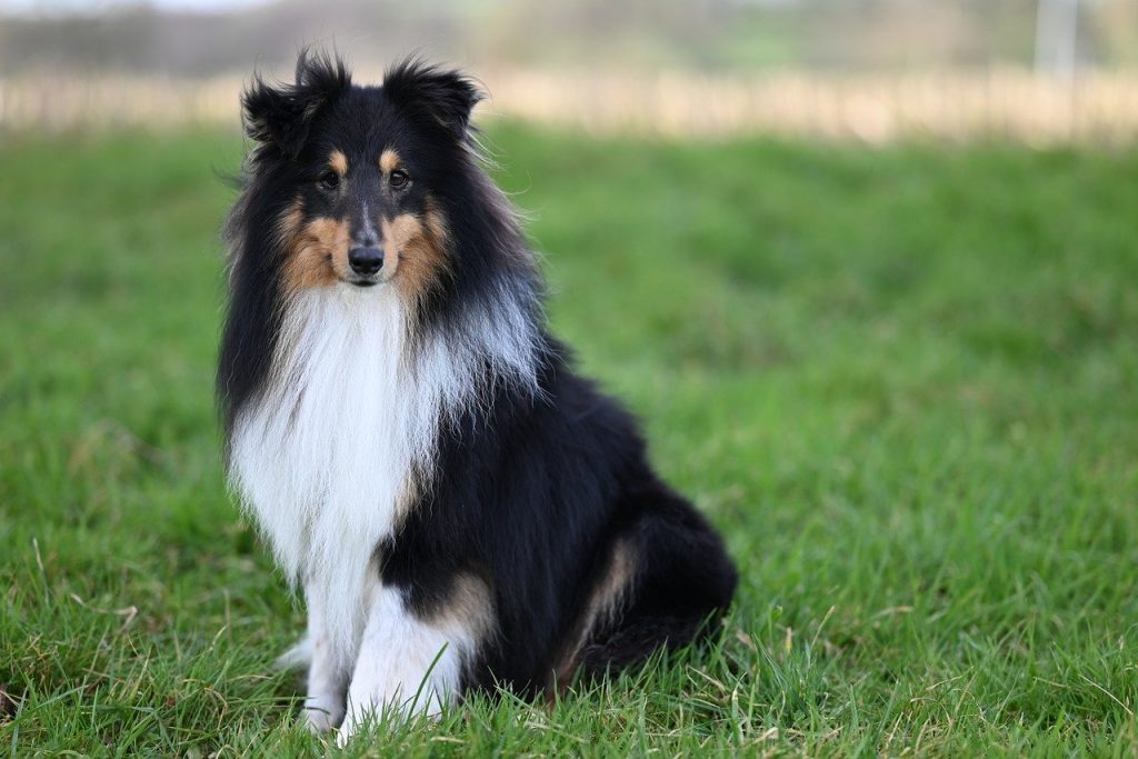 Which Dog Breed is the Most Devoted? We Countdown the Top 15 Most Devoted Breeds