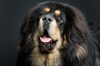 Cost of a Tibetan Mastiff Puppy by US Region [2024]