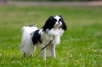 The 11 Best Dog Breeds for The Smallest Living Spaces