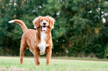 7 Dog Breeds with the Most Unique Smiles