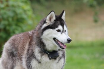 7 Crazy Things That Are Perfectly Normal For Huskies