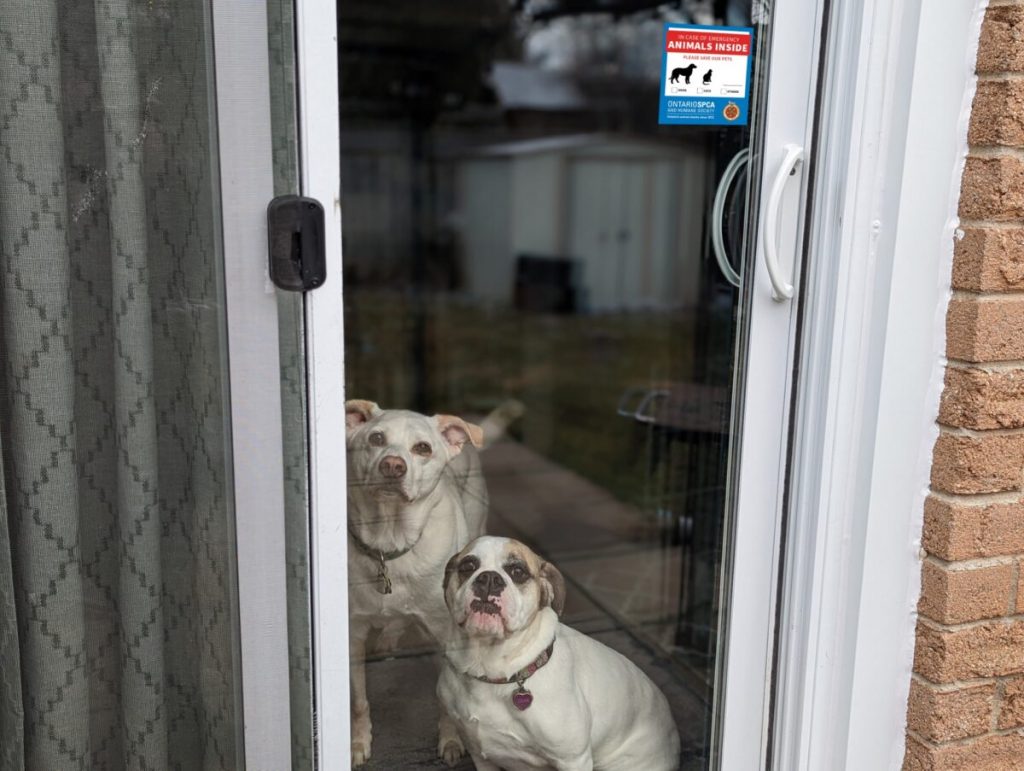 Sit, stay and learn about how to protect your pets at Emergency Preparedness event