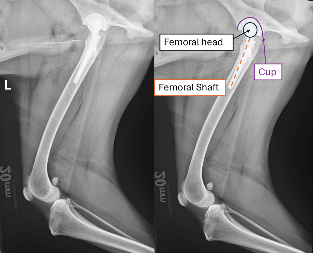 Understanding Hip Replacement in Dogs: Insights from AMC’s Dr. Rob Hart