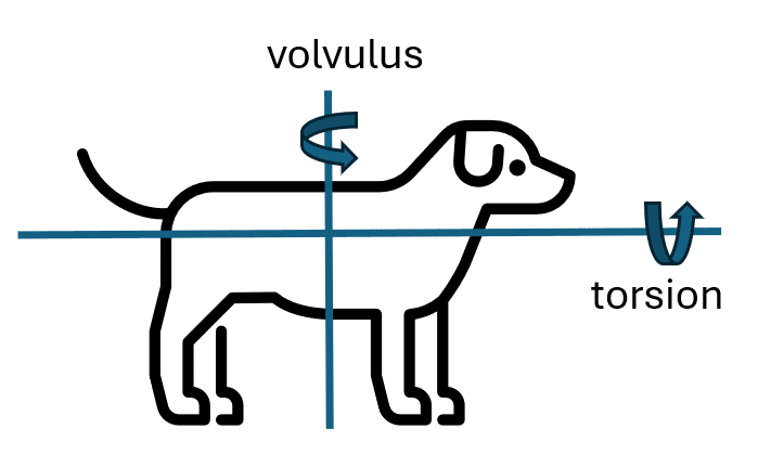 Torsion and Volvulus in Dogs, Cats and Rabbits