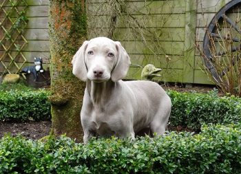 7 Crazy Things That Are Perfectly Normal for Weimaraner