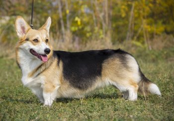 7 Dog Breeds with the Most Unusual Tails