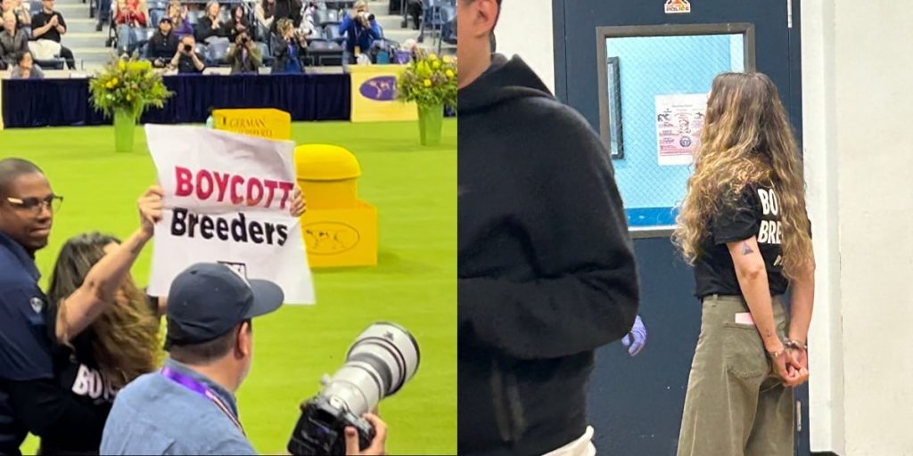 Why Were PETA Protesters Arrested at the Westminster Dog Show?