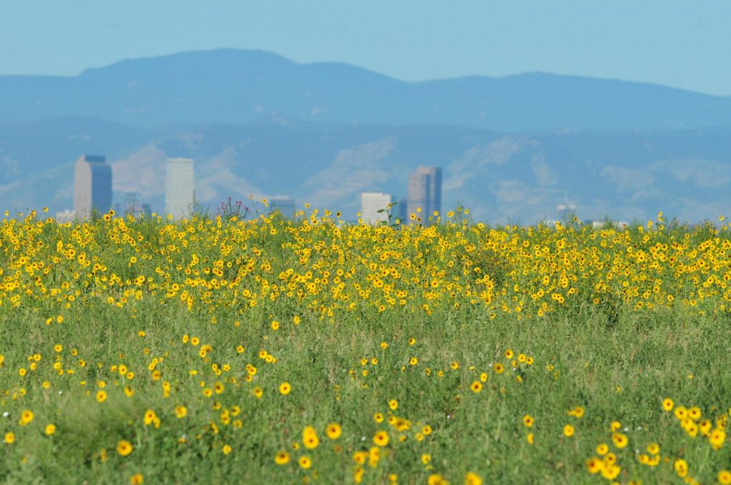 David Lucas Transforms Colorado Front Range Refuges: Paul Kroegel Award Winner