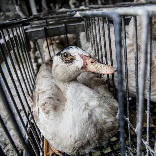 Changing the world for ducks and geese used for foie gras