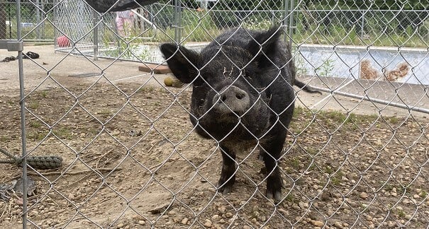 This Adoptable Pig Won’t Be Going ‘Back to Black’—Meet Amy Swinehouse