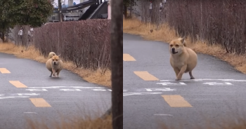 Not Pregnant: A Dog With an ‘Unusually’ Large Swollen Belly