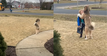 Bernedoodle ‘Patiently’ Waits For His Little Brother After-School And Wins Over The Internet