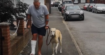 ‘Devoted’ Dog Fakes Limp to Sympathize with Injured Owner, Showcasing Incredible Empathy and Loyalty