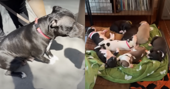 A Loving Couple Steps Up to Foster a Desperate Dog Family in Need