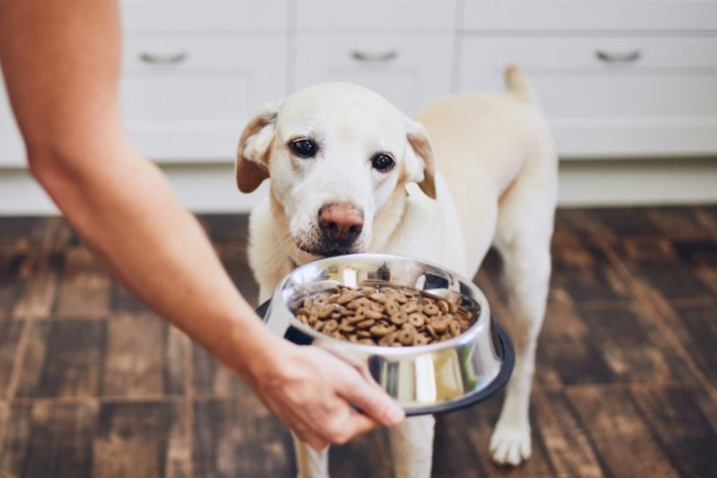 Dog Food WITHOUT Chicken [10 Top SELLERS]