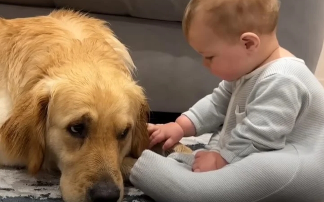 Dog’s Adorable ‘Sorry’ Wins Hearts After Accidentally Making Baby Cry