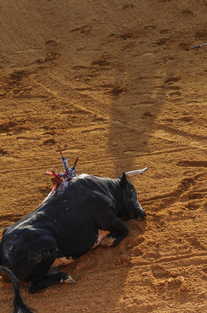 From Students to Slaughterers: How Bullfighting Schools Normalize Bloodshed