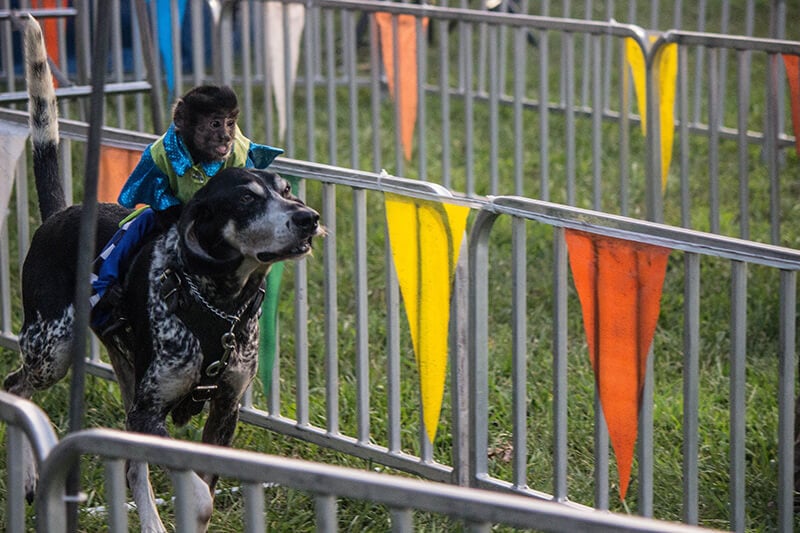 Victory! Event Company Peels Away From the Monkey-Exploiting ‘Banana Derby’