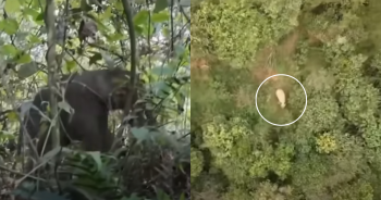 Mama Elephant Overwhelmed with Emotion as She Reunites with Lost Baby