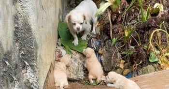 Rain Came Down And There Was No Shelter To Keep Dog And Babies Dry