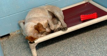 Dog Cries Herself To Sleep When Her Brother Gets Adopted