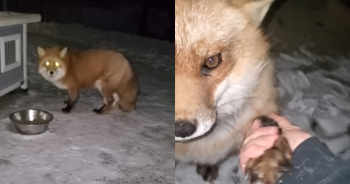 Fox Hilariously Invites Mom Outside To Play In The ‘Funniest’ Way