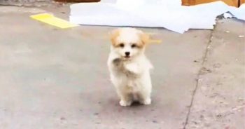 Puppy Stood And Raised Her Paws, Telling Woman To ‘Pick Me’