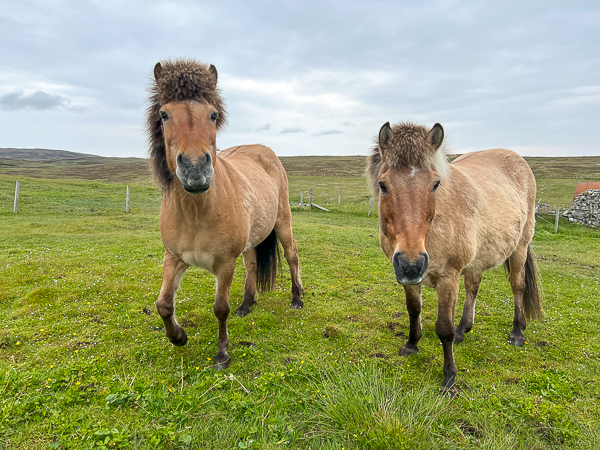 Horseriding