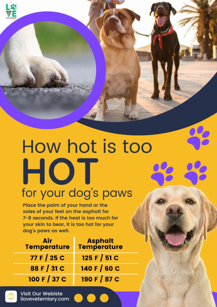 How Hot is Too Hot For a Dog’s Paws?