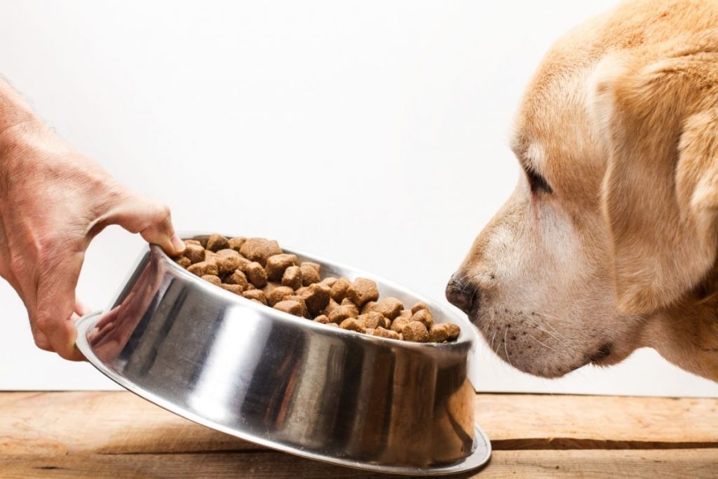 6 Appetite Stimulants for Dogs and How They WORK