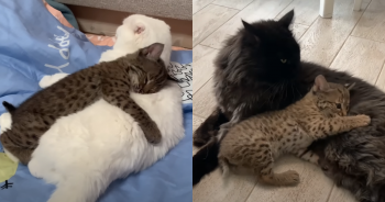 Tiny Lynx Captures 8 Million Hearts with Adorable Love for Adult Housecat