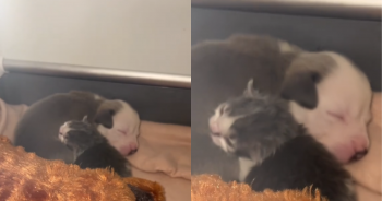Abandoned Puppy and Kitten Overcome Rejection to Form an Adorable Friendship