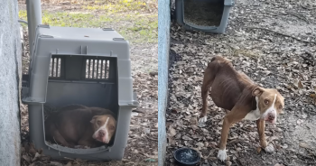 The Year-Long Vigil of a Devoted Dog Awaiting Her Owner’s Return in a Lonely Shelter