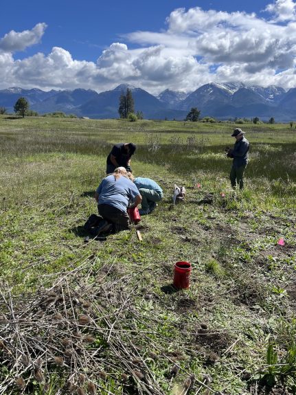 Restoring Pollinator Habitat in Montana