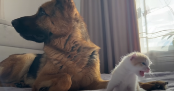 German Shepherd ‘Enchanted’ by the Melodious Meow of a Tiny Kitten