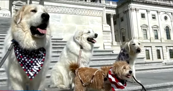 Therapy Dogs Enhance Well-being Among Federal Employees in Washington, D.C.