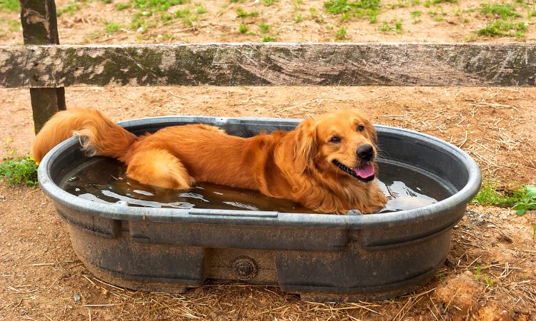 8 Best Cooling Mats for Dogs – The Bottom Line From Our REVIEWS