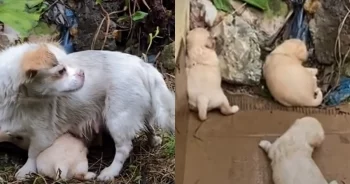 ‘Starving’ Mama Dog Tried To Keep Her Crying Babies Warm in the Rain